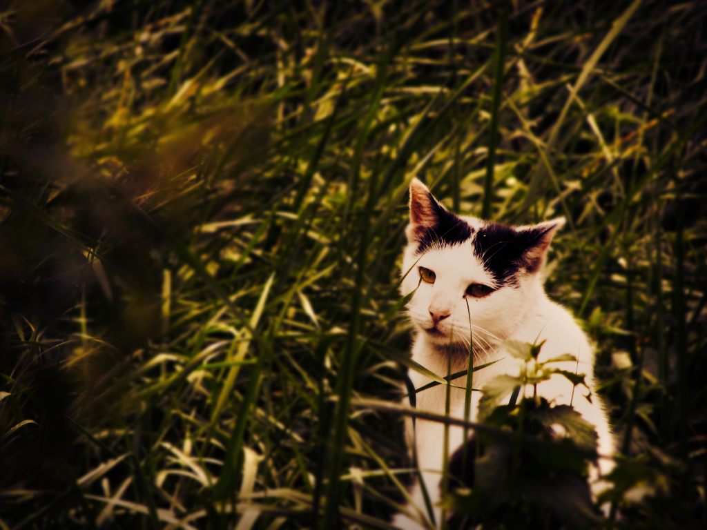 cat_zps5207c0d1.png