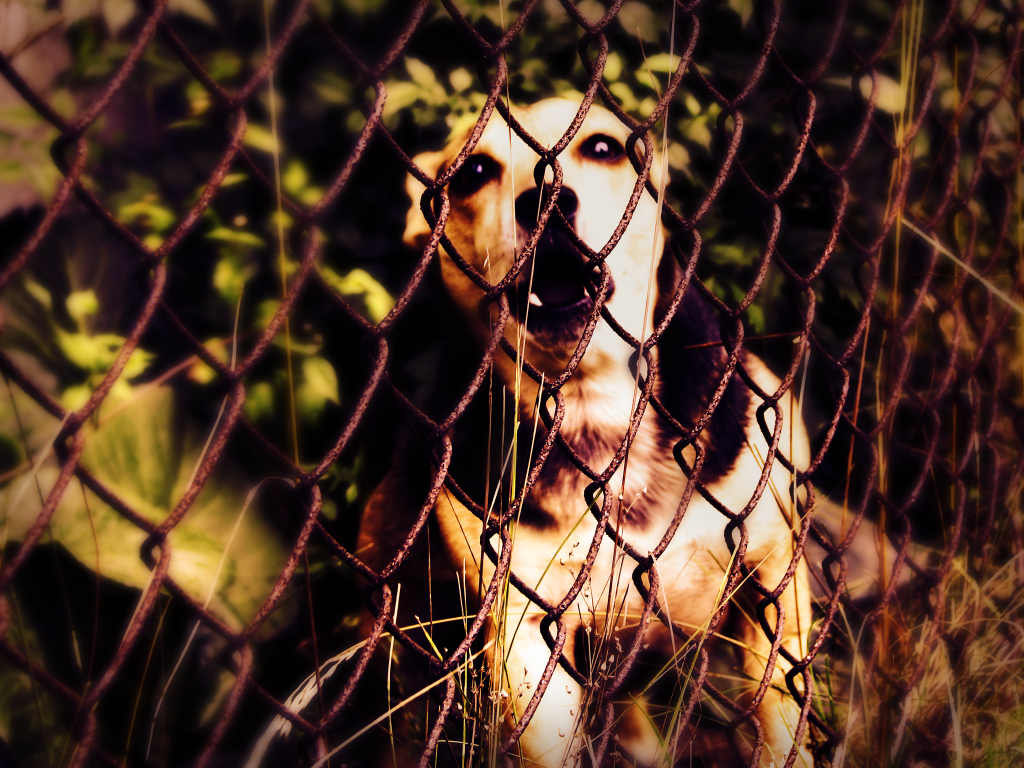 dog_zps714ac36f.png