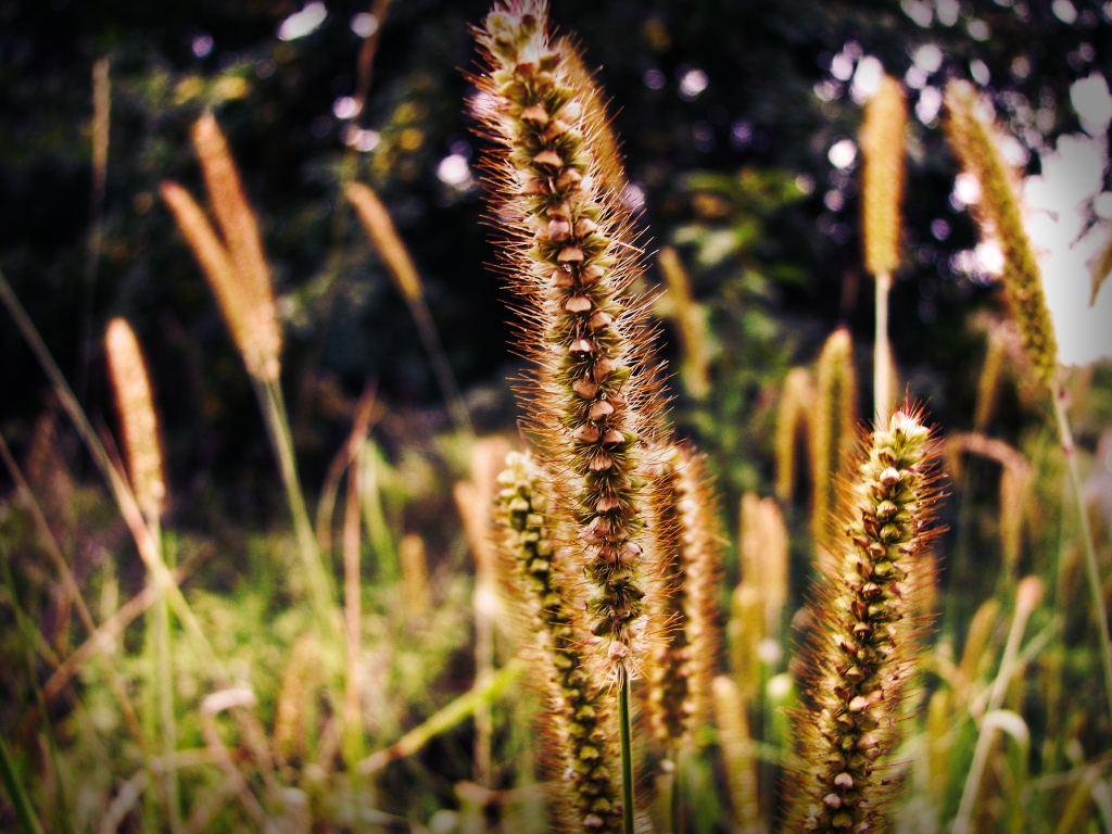 natural1_zps95cc4e17.png