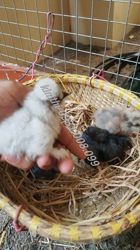 Chuyên bán gà Silkies (Lông xù) giống