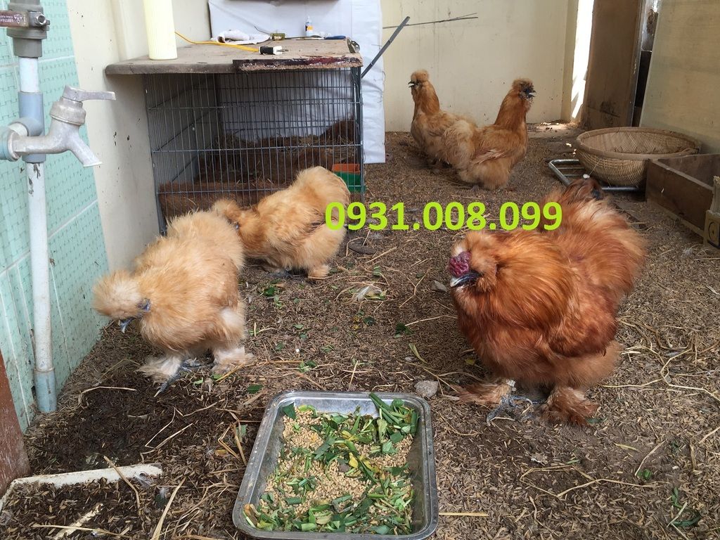 Chuyên bán gà Silkies (Lông xù) giống - 10