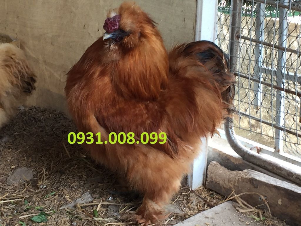 Chuyên bán gà Silkies (Lông xù) giống - 11