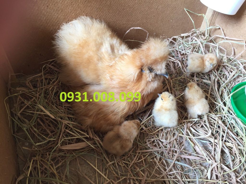 Chuyên bán gà Silkies (Lông xù) giống - 12