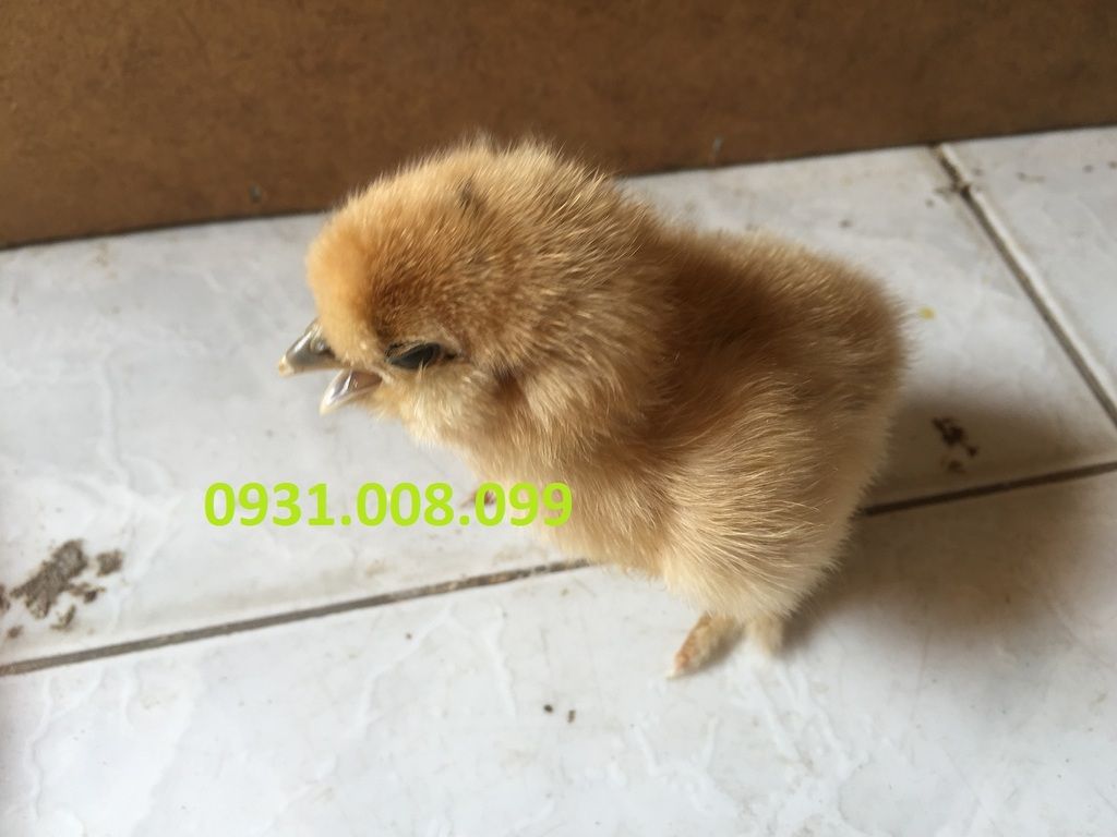 Chuyên bán gà Silkies (Lông xù) giống - 13