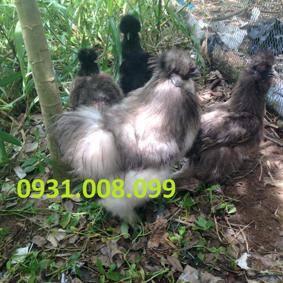 Chuyên bán gà Silkies (Lông xù) giống - 1