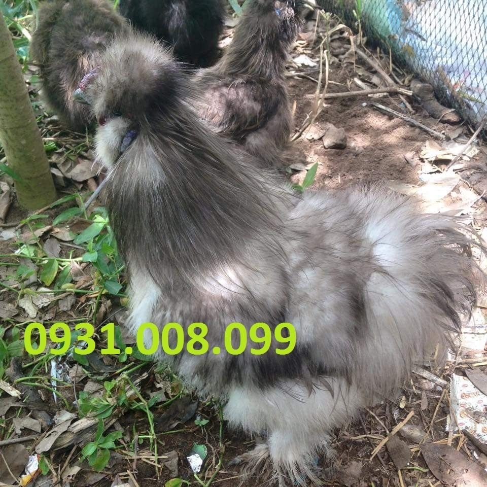 Chuyên bán gà Silkies (Lông xù) giống - 2