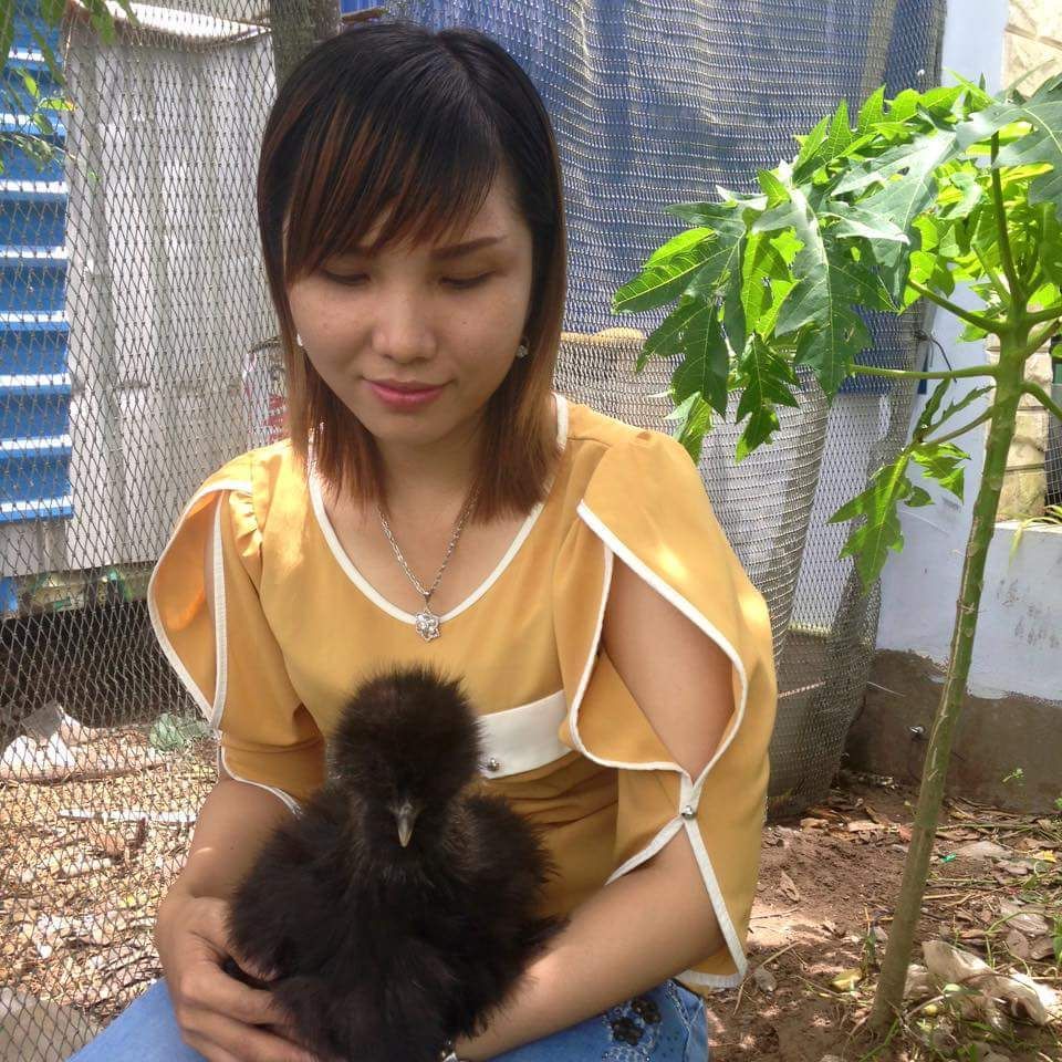 Chuyên bán gà Silkies (Lông xù) giống - 3