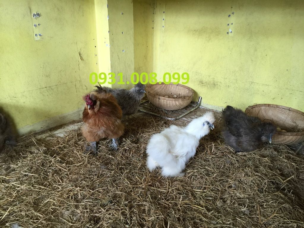 Chuyên bán gà Silkies (Lông xù) giống - 4