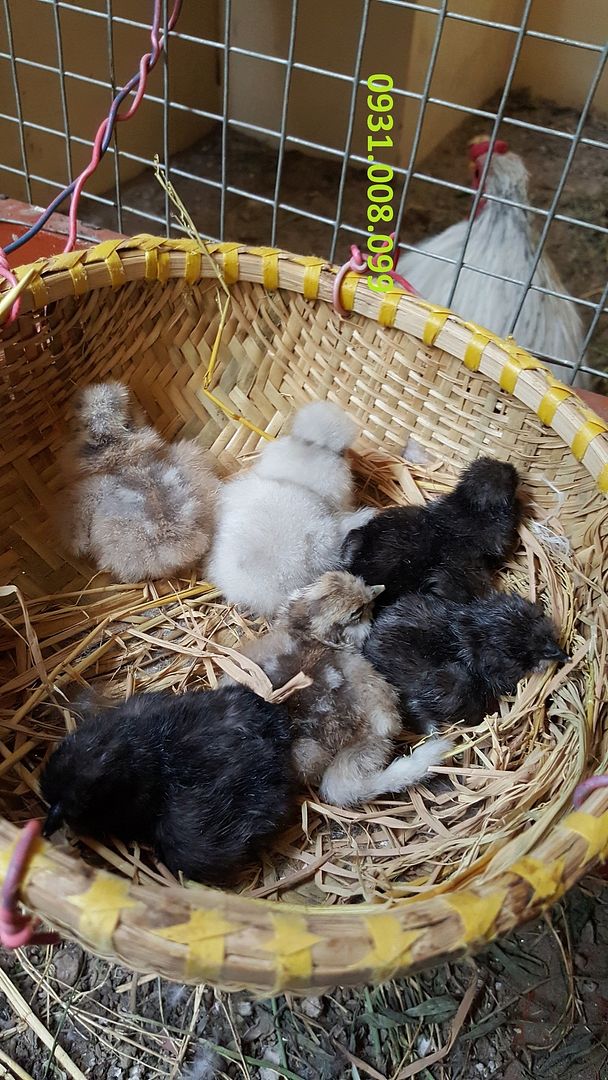 Chuyên bán gà Silkies (Lông xù) giống - 6