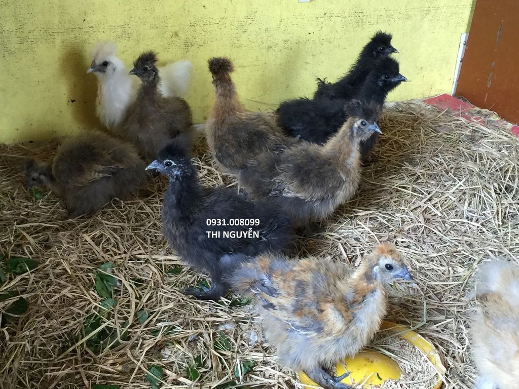 Chuyên bán gà Silkies (Lông xù) giống - 7