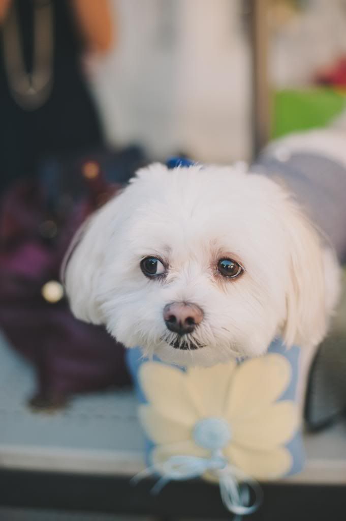 Gotta Pay Doggy VET Bills with SETS Sixth Gun, Hawkeye, X23, others