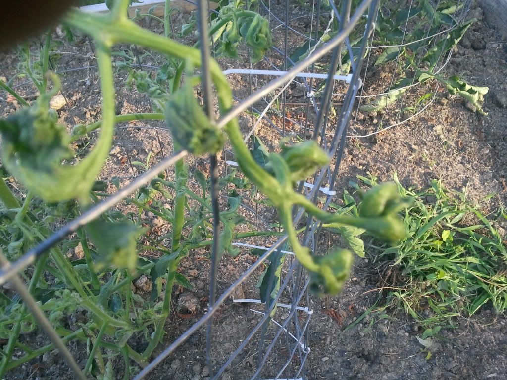 Tomato Leaf curl - Gardening & Plant Propagation