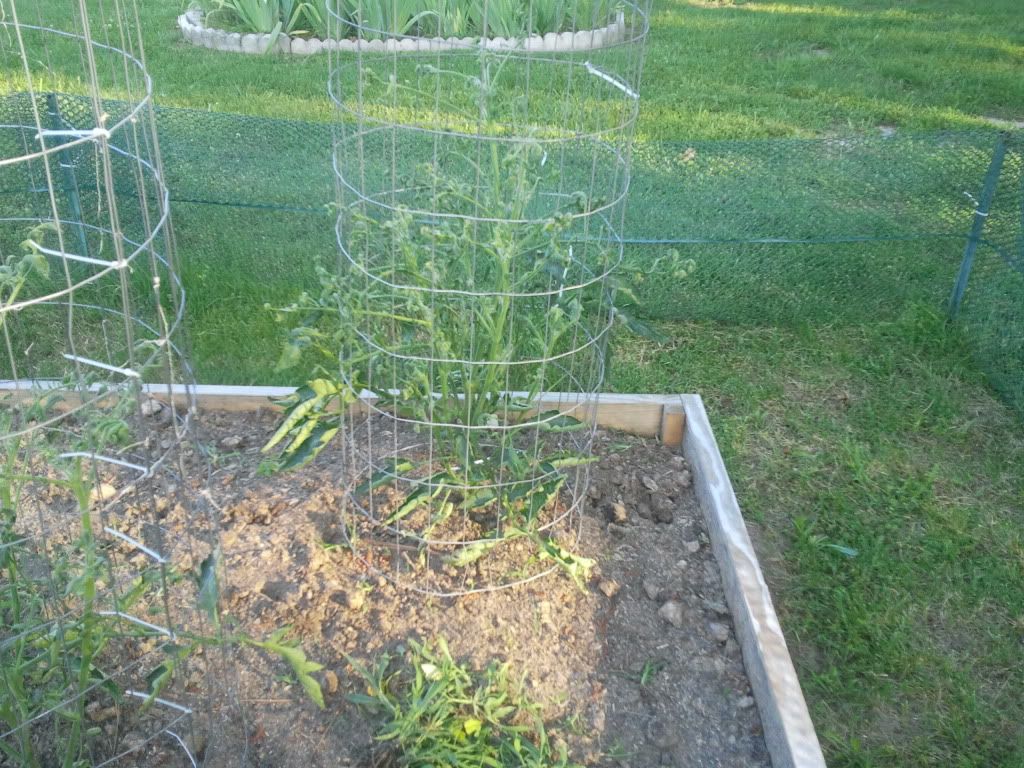 Tomato Leaf curl - Gardening & Plant Propagation
