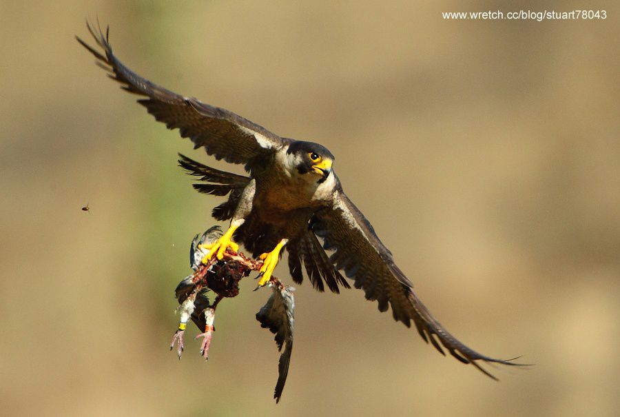 photo PeregrienFalcon-0101001_zpsda16aaaa.jpg