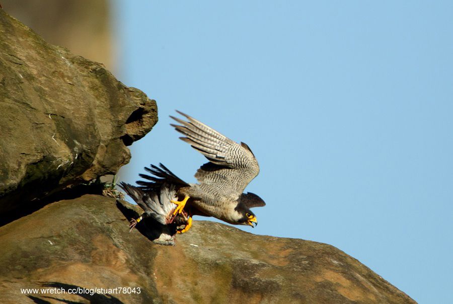 photo PeregrienFalcon-06_zps4c251018.jpg