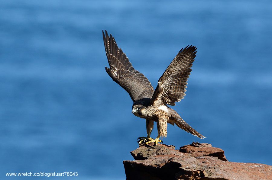 photo PeregrienFalcon-08-1_zpsc35990f5.jpg