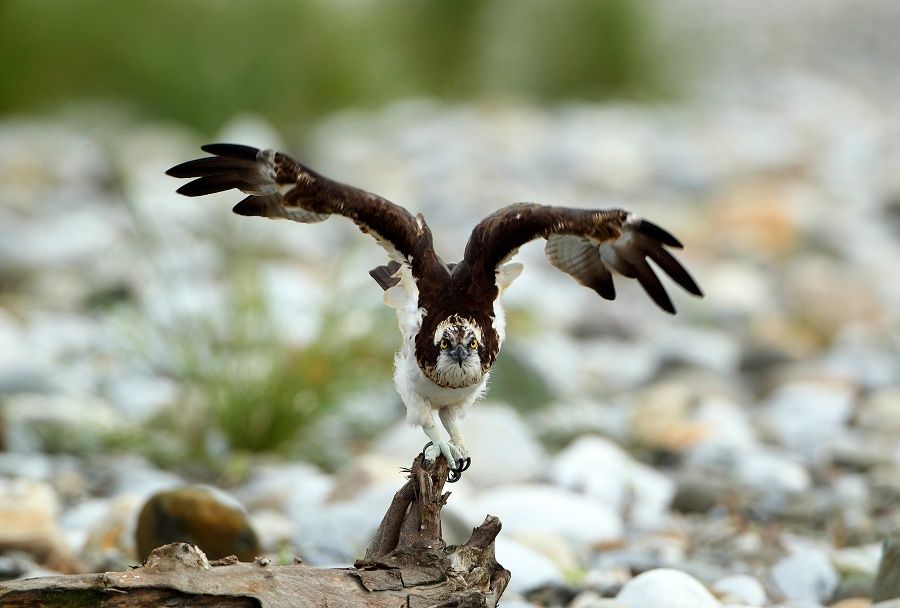 魚鷹osprey 史都華的飛羽攝影日誌 隨意窩xuite日誌