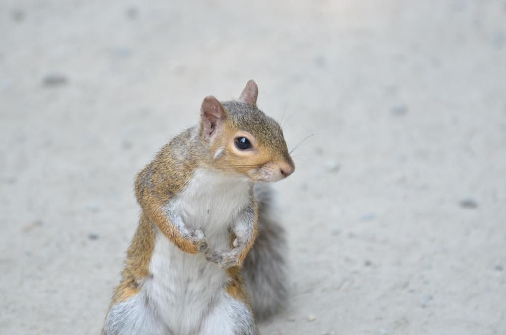 squirrel photo: Squirrel DSC_9736_zpsf3be406e.jpg