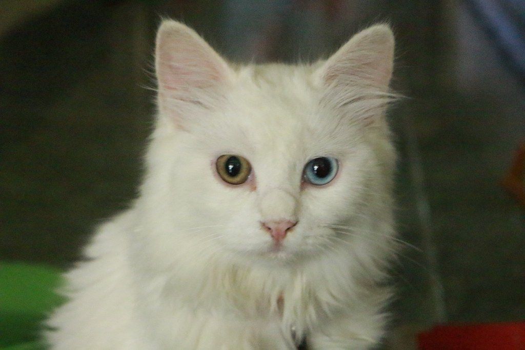 Bán 2 mèo ALD, Cái trắng nhị thể.